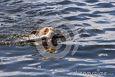 Dog Fetching Stick Stock Photo