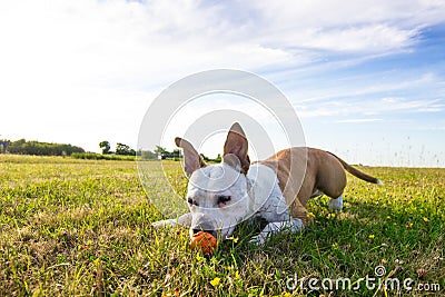 Dog in field portrait, mouth open, looking away Stock Photo