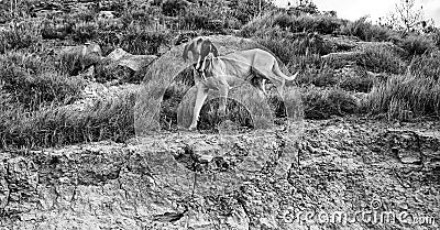 Dog fila brasileiro Stock Photo