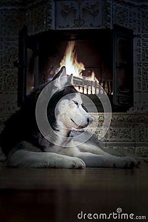 Dog by the fireplace. Portrait Siberian husky dog lies by the burning fireplace, night. Stock Photo