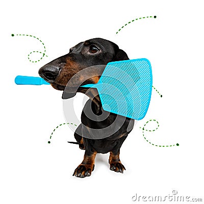 Dog with fleas, ticks or insects Stock Photo