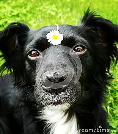 Dog with flower Stock Photo