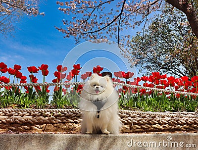 Dog and flowers in gimhae yeonji park, Gyeongnam, South Korea, Asia Stock Photo