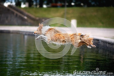 Yellow border collie dog jumps above the lake Stock Photo