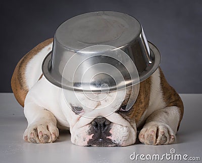 Dog with food bowl on head Stock Photo