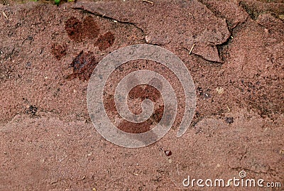 Dog foot print on red plate stone Stock Photo