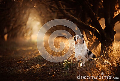 Dog on the footpath. Mystical place, trees. Australian Shepherd in nature Stock Photo