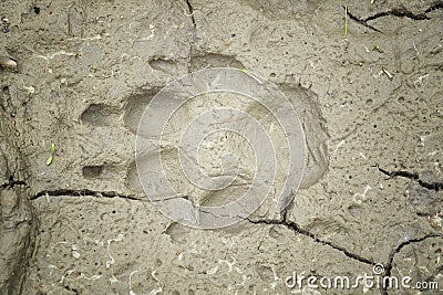 Dog footprint in clay Stock Photo