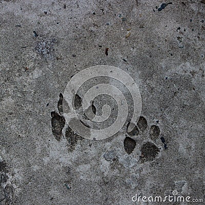 Dog footprint on concrete floor Stock Photo