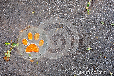 Dog Footprint step by step on the ground Stock Photo