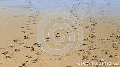 Dog footprints on beach sand, free space Stock Photo