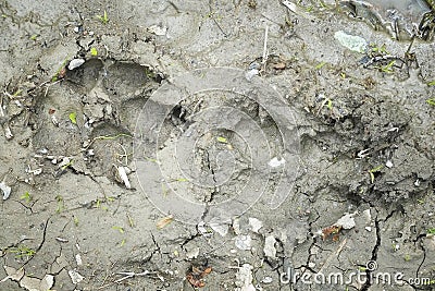 Dog footprints in clay Stock Photo