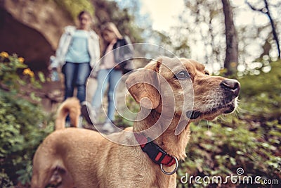 Dog on a forest trail Stock Photo