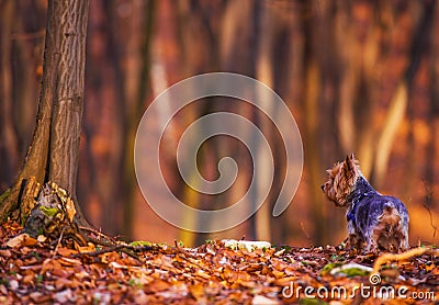 Dog Forest Walk Stock Photo