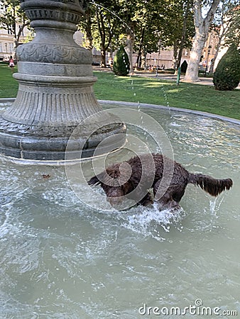 Dog in the summer heat Editorial Stock Photo