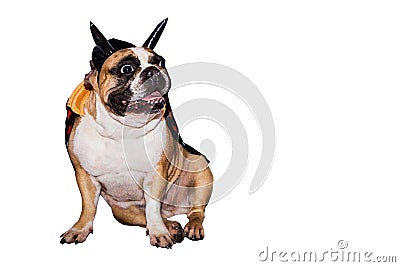 Dog french bulldog dressed up in a black devil costume with horns for halloween with a hat on an isolated background Stock Photo