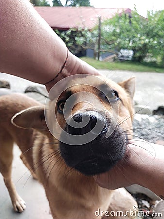 Dog friendships German Shepherd Stock Photo