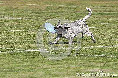 Dog frisbee Stock Photo