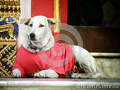 Dog in front of the Thai temple. Stock Photo