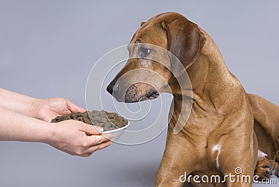 Dog with a full food bowl Stock Photo