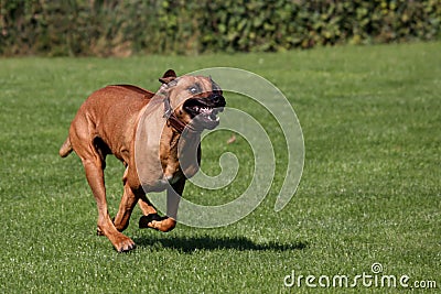 Dog full speed running Stock Photo