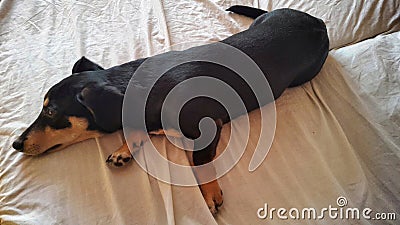 A dog funnily lies on a bed Stock Photo
