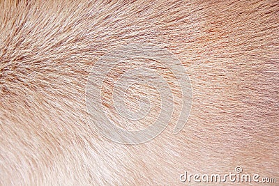 Dog fur texture , Nature animal skin light brown background Stock Photo