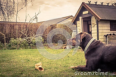 Dog in a garden with a bone Stock Photo