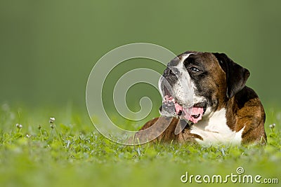 Dog, German Boxer Stock Photo