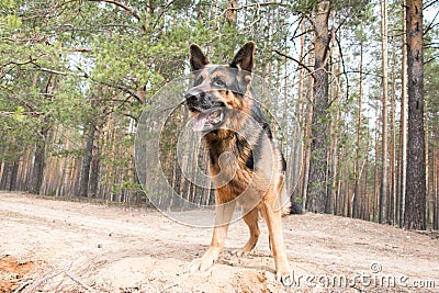 Dog german shepherd in the forest Stock Photo