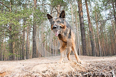 Dog german shepherd in the forest Stock Photo