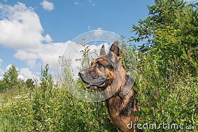 Dog german shepherd and grass around in a summer Stock Photo