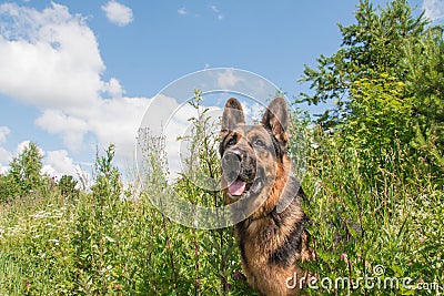 Dog german shepherd and grass around in a summer Stock Photo