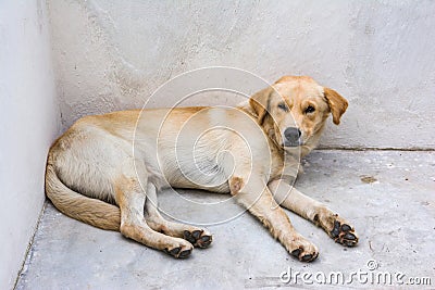 Dog get sick and sleepy at concrete corner Stock Photo