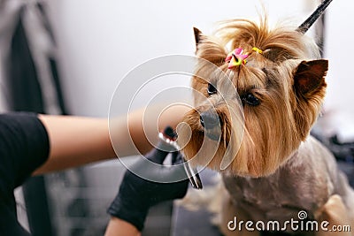 Dog Gets Hair Cut At Pet Spa Grooming Salon. Closeup Of Dog Stock Photo