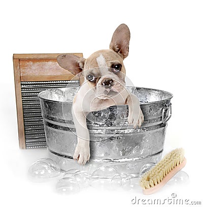 Dog Getting a Bath in a Washtub In Studio Stock Photo