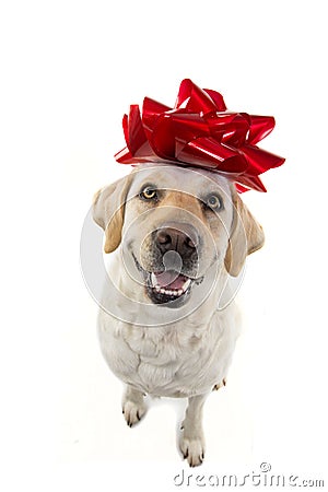 DOG GIFT. LABRADOR WITH A BIG RED BOW ON HEAD. PUPPY OR PET PRESENT FOR CHRISTMAS OR BIRTHDAY CONCEPT. ISOLTED SHOT AGAINST Stock Photo