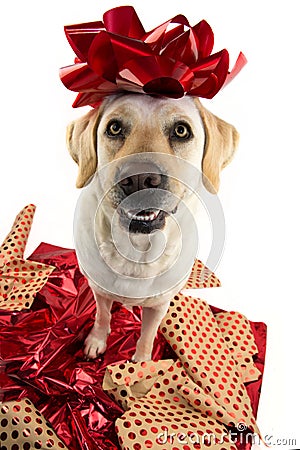 DOG GIFT. LABRADOR SITTING OVER RED WRAPPING PAPER WITH A RED BOW ON HEAD. PUPPY OR PET PRESENT FOR CHRISTMAS CONCEPT Stock Photo