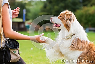 Dog gives a girl the paw Stock Photo