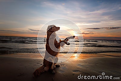 The dog gives his paw. A pet on the sea, a vacation and a healthy lifestyle Stock Photo