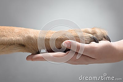 Dog Giving the Paw Stock Photo