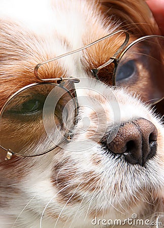 Dog with glasses Stock Photo