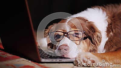 A dog in glasses sleeps near a laptop. Stock Photo