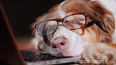 A dog in glasses sleeps near a laptop. Overstrain at work concept Stock Photo