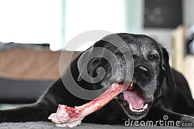 dog gnaws on a raw bone Stock Photo