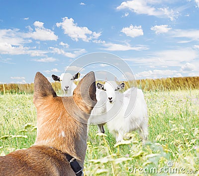 Dog and goats Stock Photo