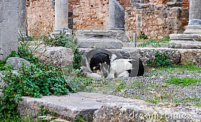 Dog of the Gods - Black and white dog sleeps in the ruins of the Temple of Apollo where the Oracles used to prophesy at Delphi Gre Stock Photo