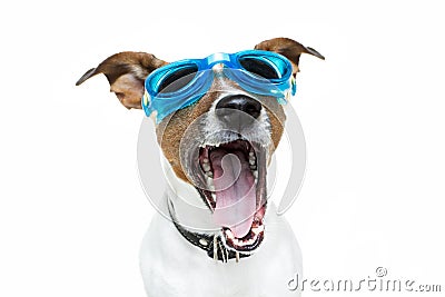 Dog goggles Stock Photo