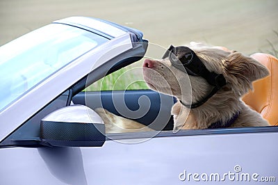 Dog with goggles drives a cabriolet Stock Photo