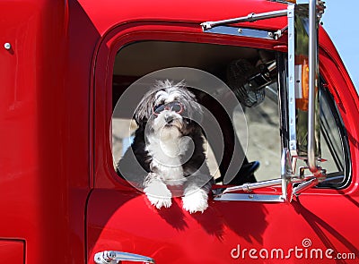 Dog with goggles. Stock Photo